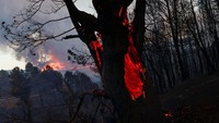 Api yang menjalar di bagian dalam batang pohon terlihat sangat merah.