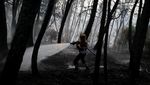 Hutan Videmonte di Portugal Membara Dihantam Gelombang Panas