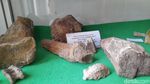 Melihat Aneka Fosil yang Ditemukan di Jembarwangi Sumedang