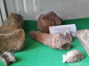 Catatan Temuan Fosil di Sumedang dalam Tiga Bulan Terakhir