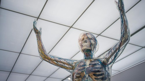 Ilustrasi ilmu fisiologi.