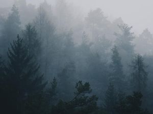 Cuaca Jogja Hari Ini: Lereng Merapi Berkabut