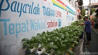 Tanaman yang ditanam seperti pakcoy, seledri, cabe hingga anggur.