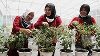 Kampung Kolaborasi PLN itu didirikan sejak tahun 2014 atau 2016.