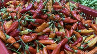 DetikFood juga sempat berbincang dengan penjual cabe di Pasar Jatinegara. Mereka mengatakan kalau harga cabe di pasar sudah menurun. Kini harganya sekitar Rp 70.000 - Rp 80.000 per kilogram. Foto: detikFood / Yenny Mustika Sari