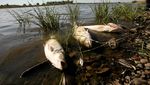Sungai di Polandia Tercemar, Ratusan Ikan Mati