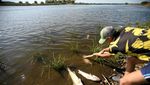 Sungai di Polandia Tercemar, Ratusan Ikan Mati