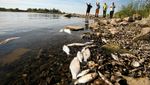 Sungai di Polandia Tercemar, Ratusan Ikan Mati