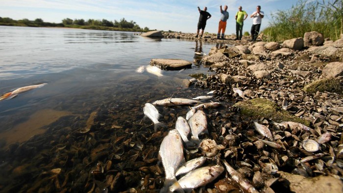 People look at the dead fish on the banks of the Oder river, as water has been contaminated and is causing the mass extinction of fish in the river, in Bielinek, Poland, August, 11, 2022. Cezary Aszkiełowicz/Agencja Wyborcza.pl via REUTERS ATTENTION EDITORS - THIS IMAGE WAS PROVIDED BY A THIRD PARTY. POLAND OUT. NO COMMERCIAL OR EDITORIAL SALES IN POLAND.