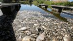 Sungai di Polandia Tercemar, Ratusan Ikan Mati