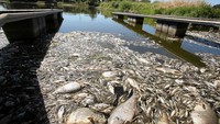 Ratusan ikan mati di Sungai Oder, Bielinek, Polandia, Kamis (11/8).