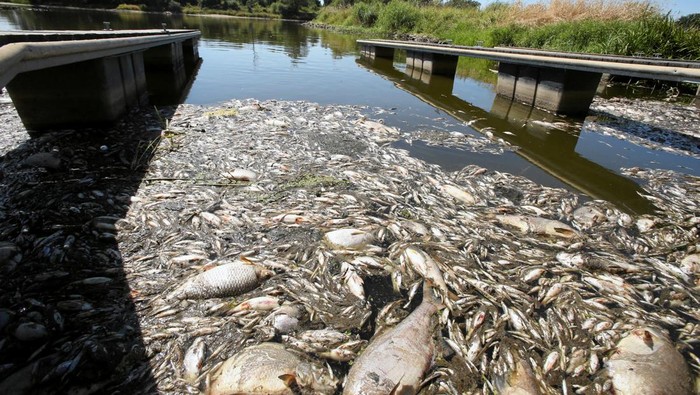 People look at the dead fish on the banks of the Oder river, as water has been contaminated and is causing the mass extinction of fish in the river, in Bielinek, Poland, August, 11, 2022. Cezary Aszkiełowicz/Agencja Wyborcza.pl via REUTERS ATTENTION EDITORS - THIS IMAGE WAS PROVIDED BY A THIRD PARTY. POLAND OUT. NO COMMERCIAL OR EDITORIAL SALES IN POLAND.