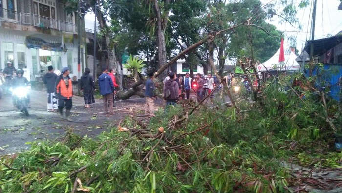 Warga bersama petugas membersikan pohon rumbang di Wonosobo, Jumat (12/8/2022).