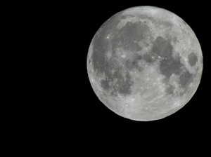 Ilmuwan Mau Bangun Bahtera Nuh di Bulan