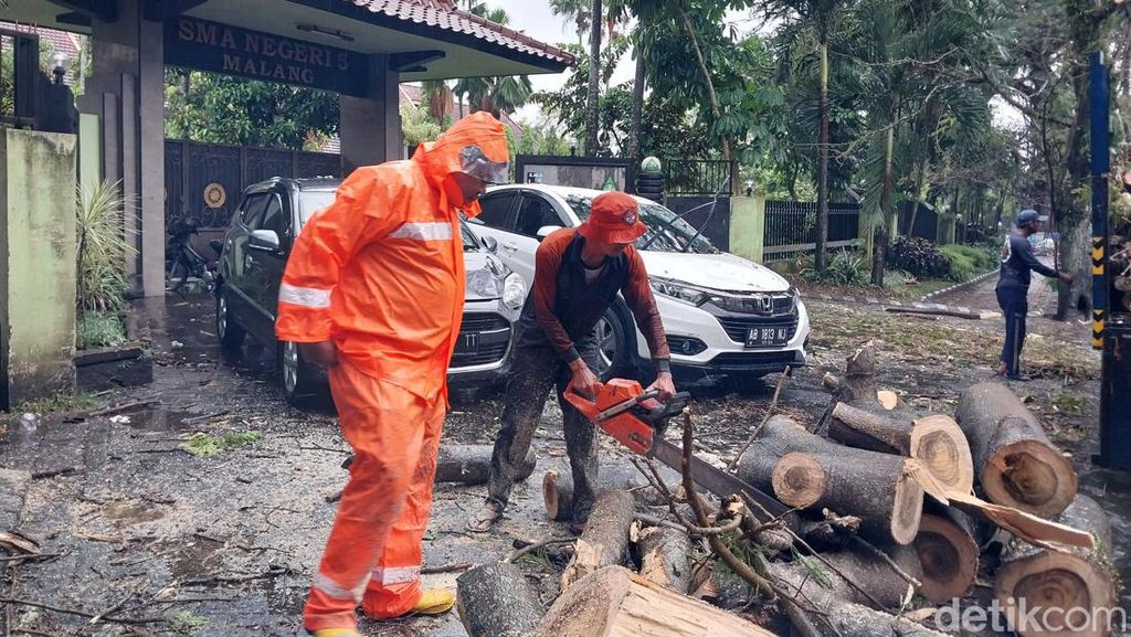 Hujan Disertai Angin di Malang, Pohon Sengon Buto Tumbang Timpa 2 Mobil