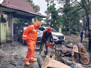 Hujan Disertai Angin di Malang, Pohon Sengon Buto Tumbang Timpa 2 Mobil