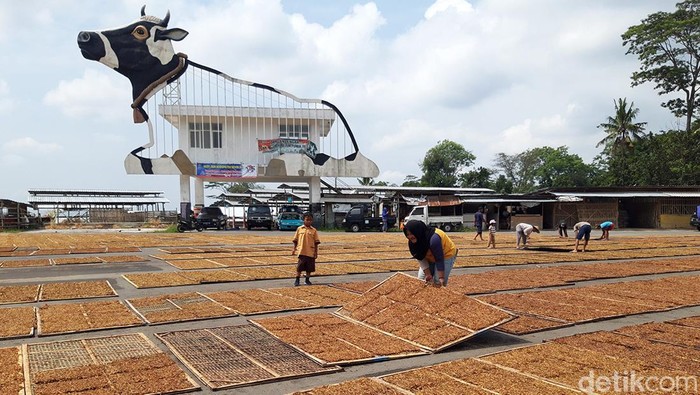 Para petani menjemur tembakau rajangan di halaman parkir Pasar Hewan Desa Jelok, Kecamatan Cepogo, Kabupaten Boyolali, Sabtu (13/8/2022).