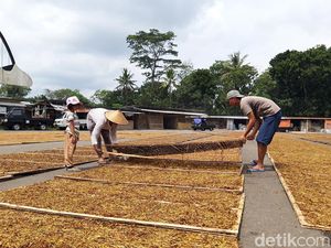 Petani Tembakau Was-was Kalau Cukai Naik Tahun Depan