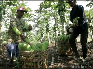 Petani di Probolinggo Cuan Rp 600 Juta per Bulan dari Budi Daya Pepaya
