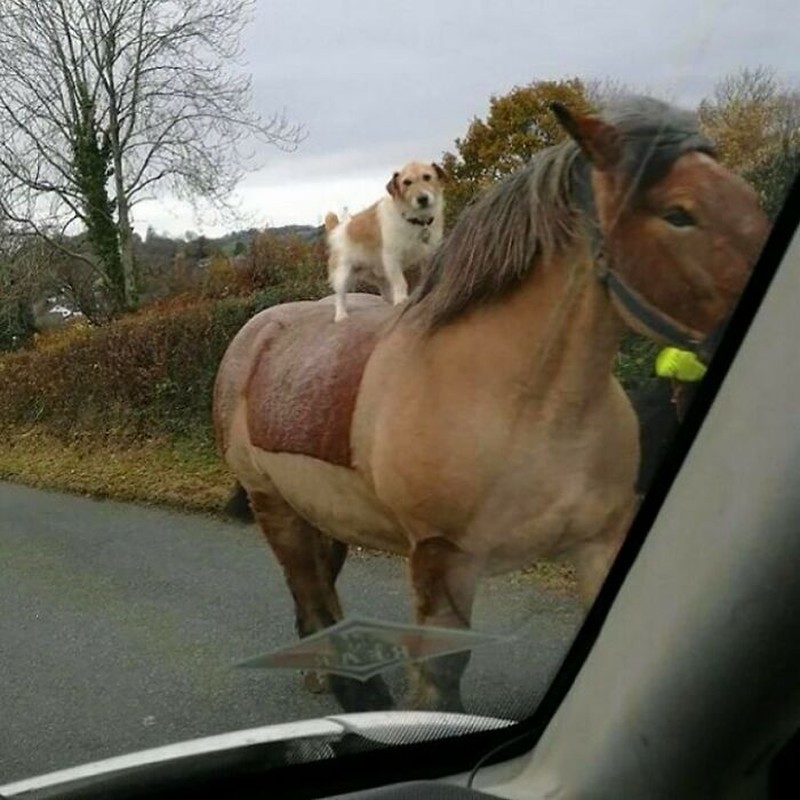 Kelakuan kocak hewan