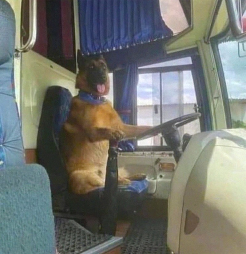 Kelakuan kocak hewan