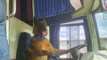 Nyopir mobil. Foto: Twitter