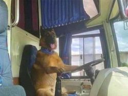 Kelakuan Kocak Hewan yang Tertangkap Kamera Bikin Ngakak