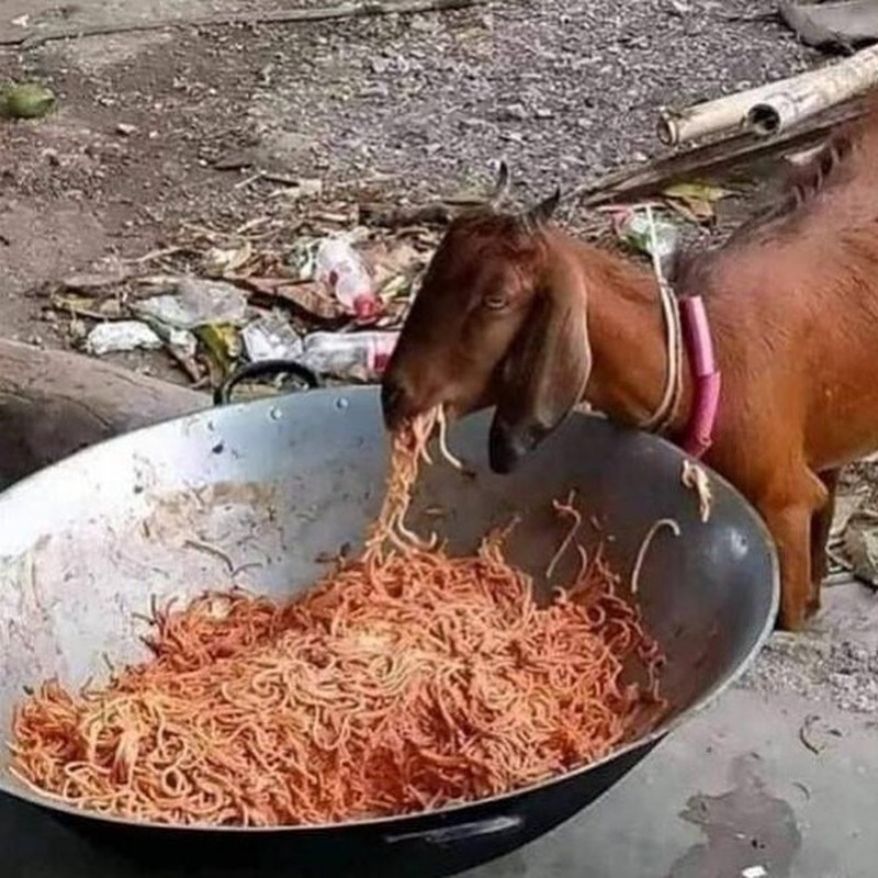 Kelakuan kocak hewan