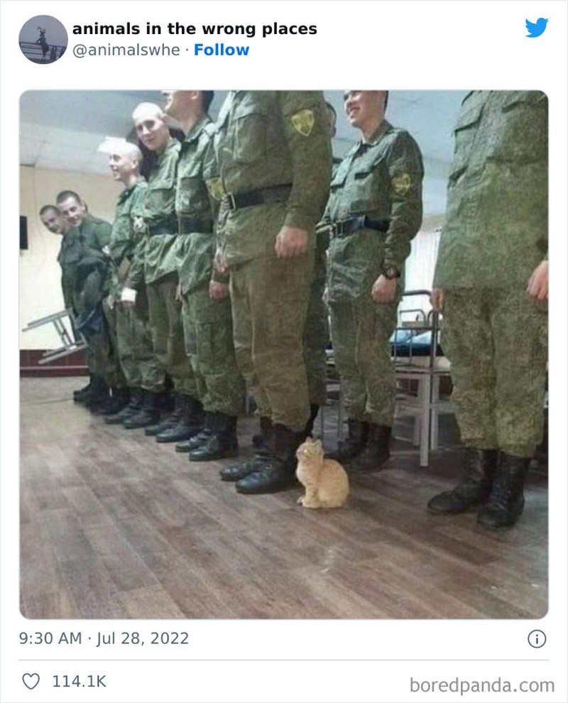 Kelakuan kocak hewan