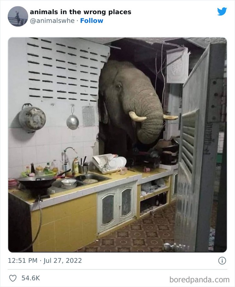 Kelakuan kocak hewan Kelakuan kocak hewan