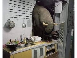 Kelakuan Kocak Hewan yang Tertangkap Kamera Bikin Ngakak