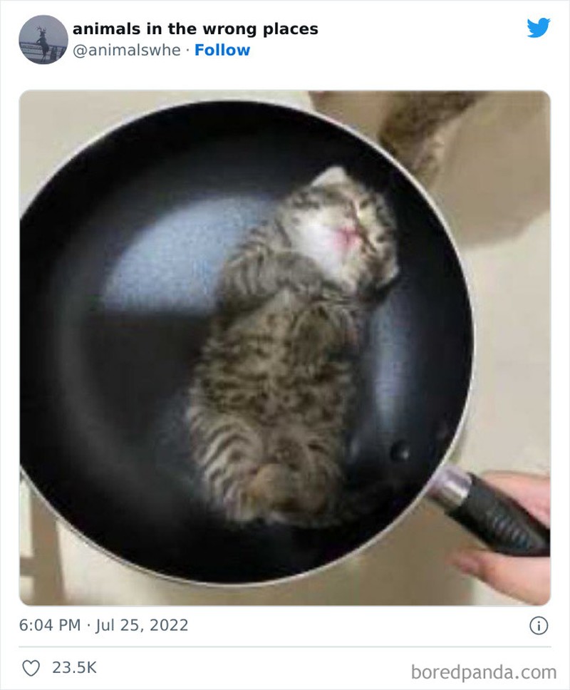 Kelakuan kocak hewan