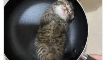 Ada yang tega? Foto: Twitter