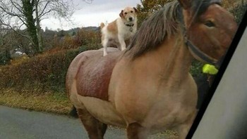 Keliling naik kuda. Foto: Twitter