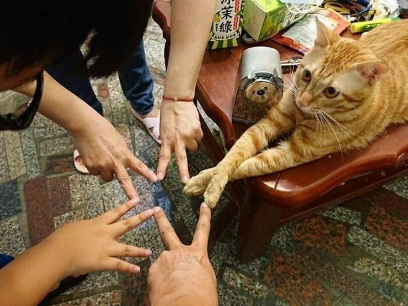 Kelakuan kocak hewan