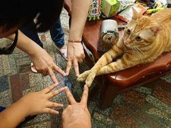 Kelakuan Kocak Hewan yang Tertangkap Kamera Bikin Ngakak