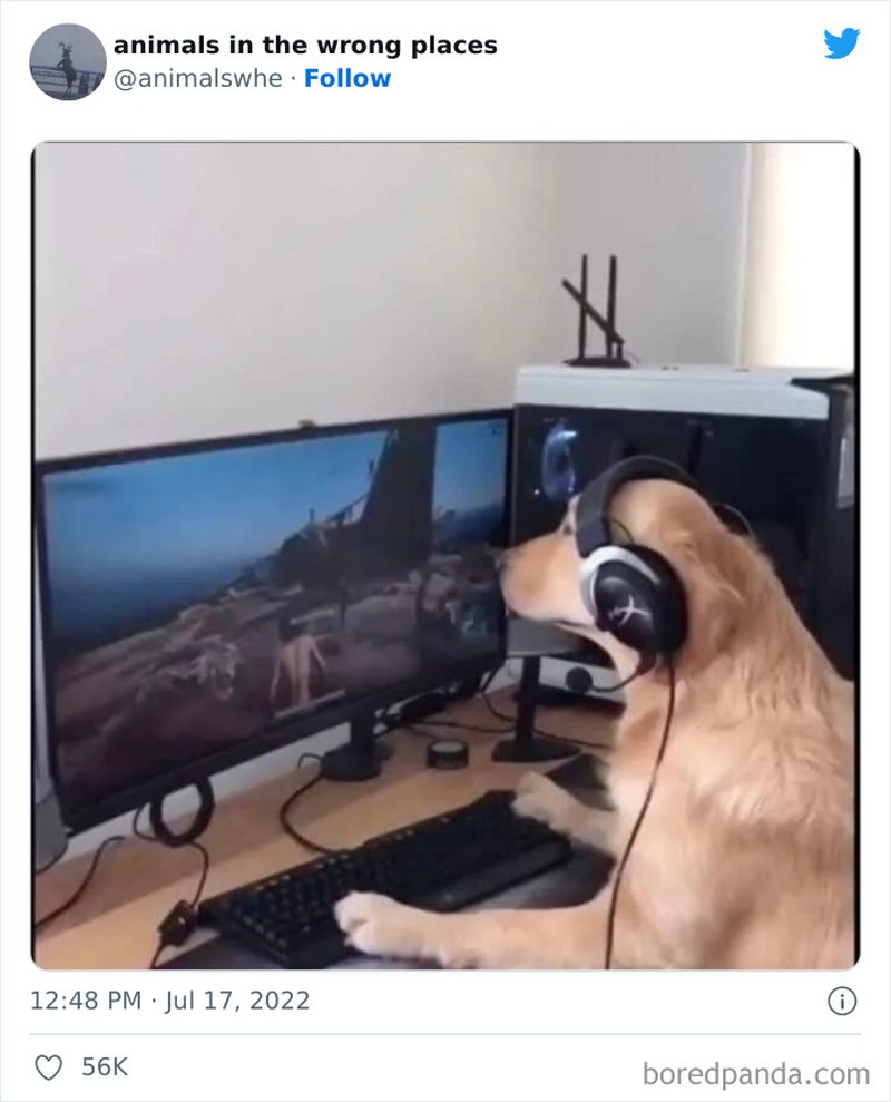 Kelakuan kocak hewan