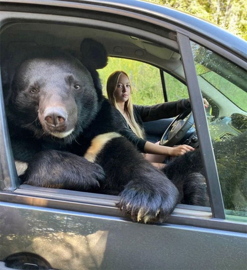 Kelakuan kocak hewan