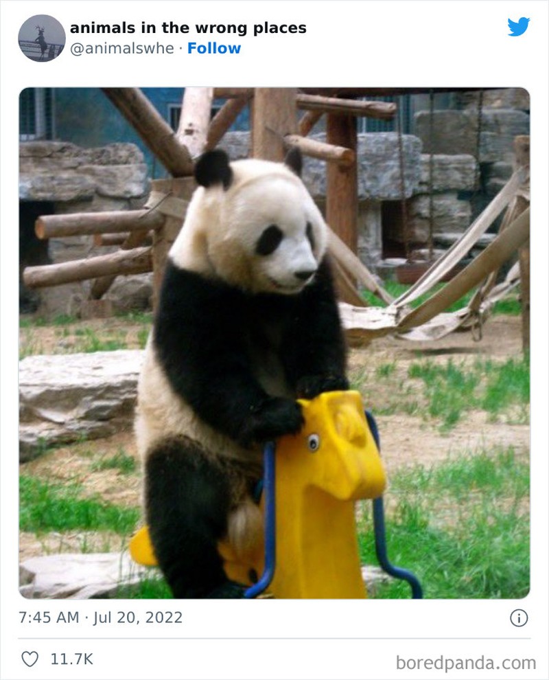 Kelakuan kocak hewan