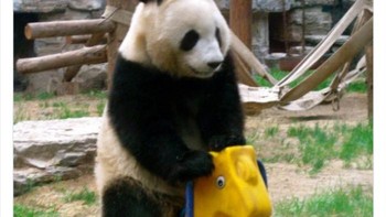 Main kuda-kudaan. Foto: Twitter