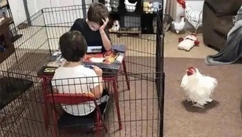 Siapa yang harusnya dikandangin ya? Foto: Twitter