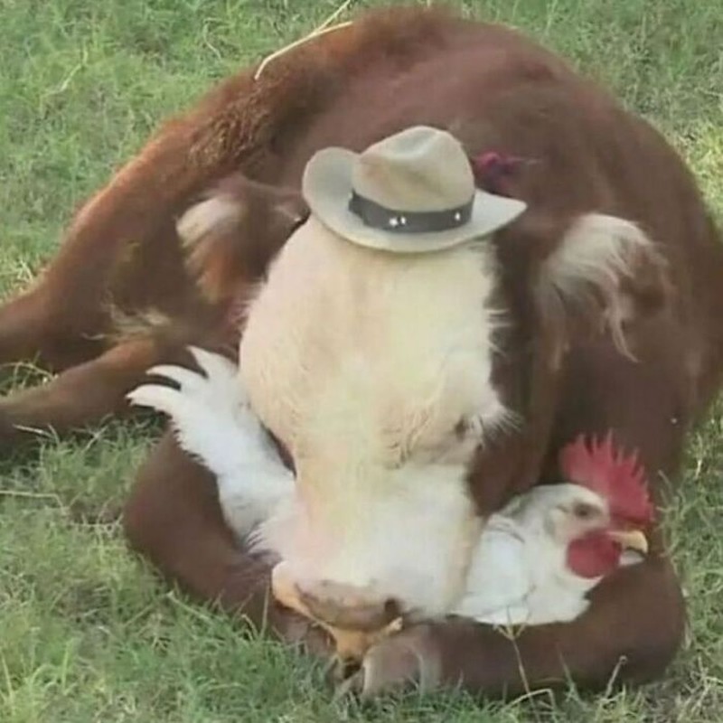 Kelakuan kocak hewan