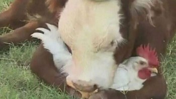 Menangkap ayam. Foto: Twitter