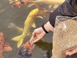 Kelakuan Kocak Hewan yang Tertangkap Kamera Bikin Ngakak