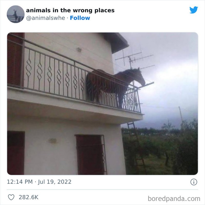 Kelakuan kocak hewan