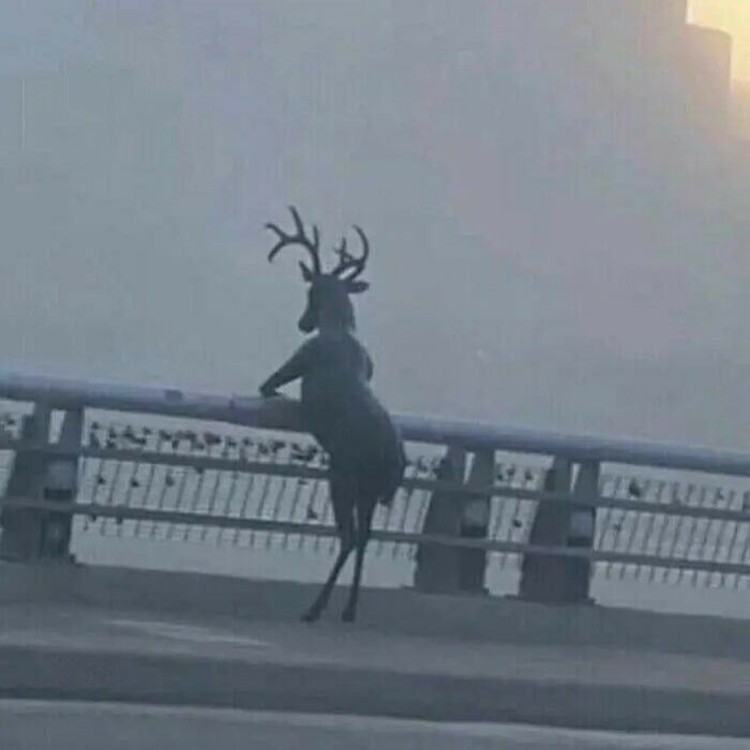 Kelakuan kocak hewan Kelakuan kocak hewan