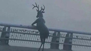 Menikmati pemandangan. Foto: Twitter