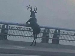 Kelakuan Kocak Hewan yang Tertangkap Kamera Bikin Ngakak