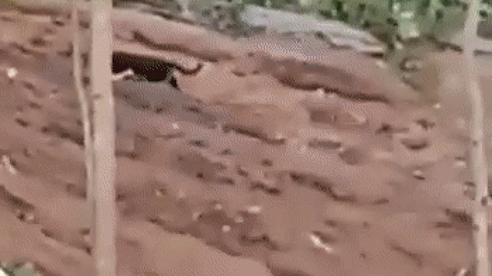 Penampakan macan kumbang (Panthera pardus melas) di Pangalengan
