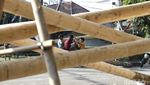 Penjual Pohon Pinang di Manggarai Banjir Orderan